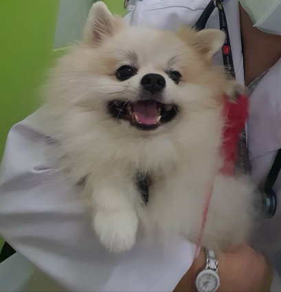 น้องโชกุนหายใจลำบาก !!